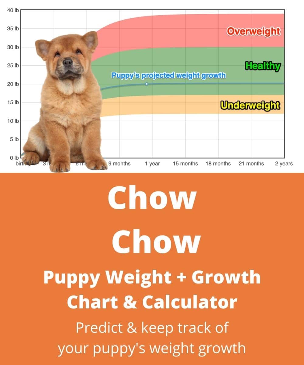 chow-chow Puppy Weight Growth Chart